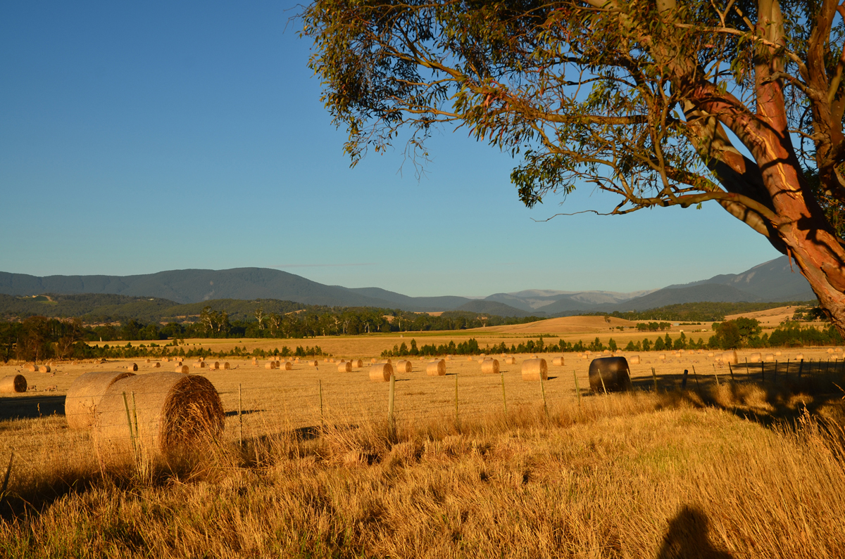 Yarra Valley 
